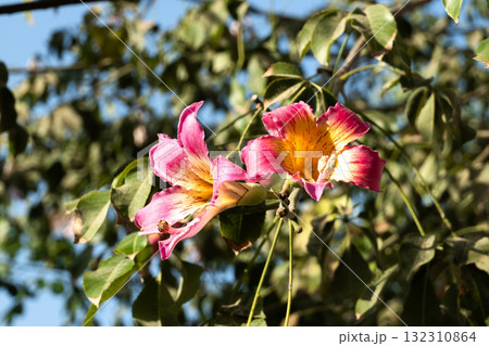 Close-up of pink silk floss tree flowers, Ceiba speciosa, showcasing vibrant pink and yellow petals against green leaves. Close-up of pink silk floss tree flowers, Ceiba speciosa, showcasing vibrant pink and yellow petals against green leaves. 132310864