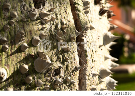 Close-up of a ceiba speciosa tree trunk with a textured surface. The trunk is light-colored and covered in spines, surrounded by green grass. Close-up of a ceiba speciosa tree trunk with a textured surface. The trunk is light-colored and covered in spines, surrounded by green grass. 132311010
