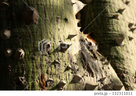 Close-up of a ceiba speciosa tree trunk with a textured surface. The trunk is light-colored and covered in spines, surrounded by green grass. 132311011