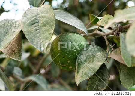 Title: A close-up of a single green orange hanging from a green orange tree branch. The leaves are lush and healthy, showcasing the vibrant colors of the fruit and foliage. Title: A close-up of a single green orange hanging from a green orange tree branch. The leaves are lush and healthy, showcasing the vibrant colors of the fruit and foliage. 132311025