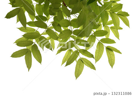 Cut out green leaves for nature concept foreground decoration isolated on white background. 132311086