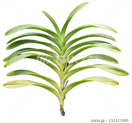Orchid stems and leaves isolated on white background Orchid stems and leaves isolated on white background 132311095