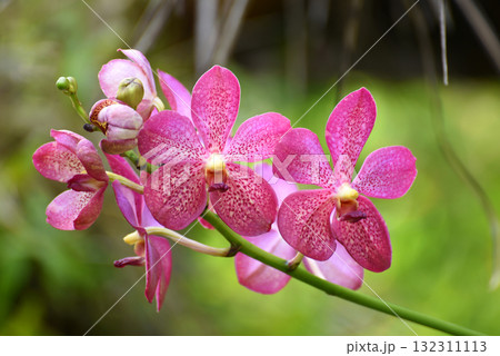 A bouquet of pink orchids with white dots in the garden with blurry green nature background 132311113