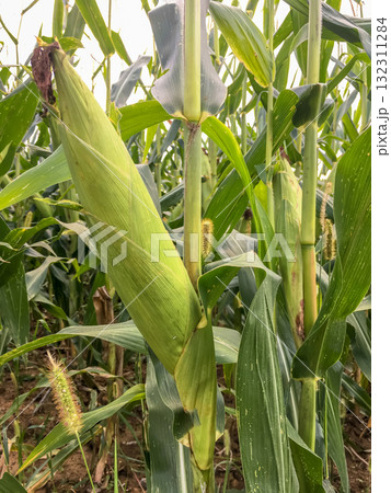 Corn cobs Corn cobs 132311284