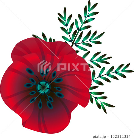 flowers bright red poppies, leaves and buds, vector illustration, flowers bright red poppies, leaves and buds, vector illustration, 132311334