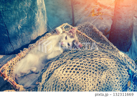 Funny little kitten sleeping outdoors in fishing net 132311669