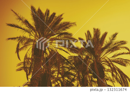 Palm leaves against the yellow sunset sky. Natural background 132311674