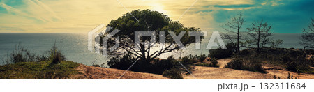 Pine tree on the rocky ocean shore at sunset. Horizontal banner 132311684