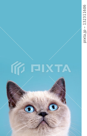 Portrait of cute siamese cat. Vertical image 132311686