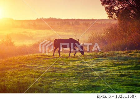 Rural landscape. Horse silhouette in the pasture on a foggy morning. Sunrise in the countryside 132311687