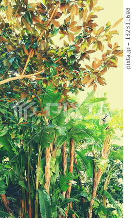 Tropical green forest. Exotic nature background.  Vertical banner 132311698