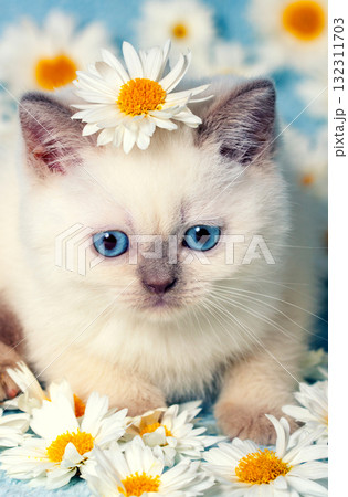Cute little color point kitten sitting on chamomile flowers. Vertical image 132311703
