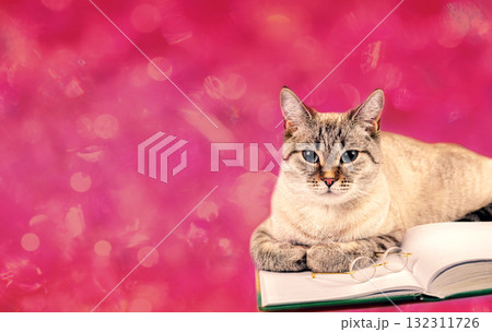 Funny business cat with book and glasses on glitter background in Viva magenta color 132311726
