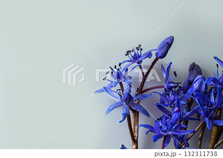 Flower design - floral border made of Scilla bifolia two-leaf squill or alpine squill isolated on white background with space for text. Spring decoration 132311738