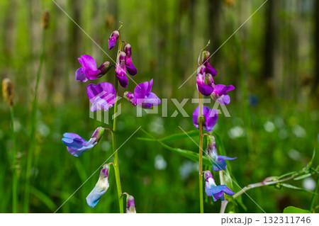 Lathyrus vernus in bloom, early spring vechling flower with blosoom and green leaves growing in forest, macro 132311746
