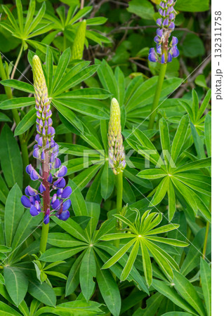 Lupinus, lupin, lupine field with pink purple and blue flowers Lupinus, lupin, lupine field with pink purple and blue flowers 132311758