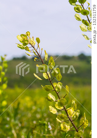 In nature, Thlaspi arvense grows among wild grasses 132311759