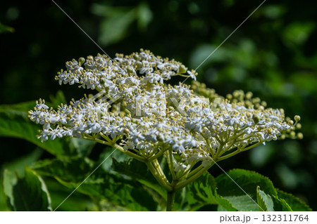 Flower buds and flowers of the Black Elder in spring, Sambucus nigra Flower buds and flowers of the Black Elder in spring, Sambucus nigra 132311764