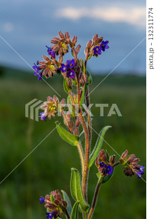 Anchusa officinalis, commonly known as the common bugloss or alkanet with green background Anchusa officinalis, commonly known as the common bugloss or alkanet with green background 132311774