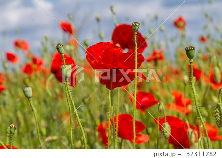 Papaver rhoeas or common poppy, red poppy is an annual herbaceous flowering plant in the poppy family, Papaveraceae, with red petals Papaver rhoeas or common poppy, red poppy is an annual herbaceous flowering plant in the poppy family, Papaveraceae, with red petals 132311782