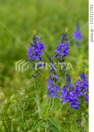 Veronica spicata spiked speedwell syn. Pseudolysimachion spicatum is a species of flowering plant in the family Plantaginaceae Veronica spicata spiked speedwell syn. Pseudolysimachion spicatum is a species of flowering plant in the family Plantaginaceae 132311783
