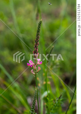 Onobrychis arenaria. Hungarian Sainfoin. Pink and green floral background. Delicate pink flowers in a sunny meadow 132311784