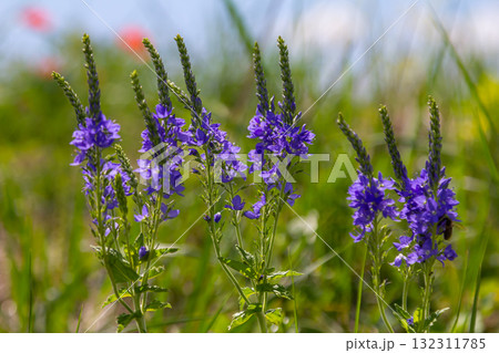 Veronica spicata spiked speedwell syn. Pseudolysimachion spicatum is a species of flowering plant in the family Plantaginaceae 132311785