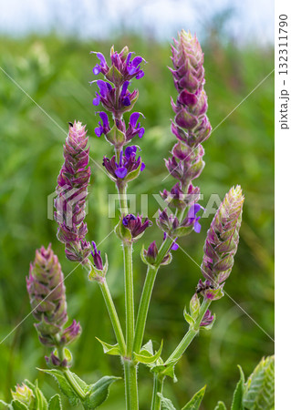 Salvia nemorosa, forest sage, beautiful bright color, violet blue flowers in bloom, muscadine flowering ornamental plants in the garden Salvia nemorosa, forest sage, beautiful bright color, violet blue flowers in bloom, muscadine flowering ornamental plants in the garden 132311790