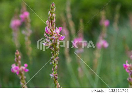 Onobrychis arenaria. Hungarian Sainfoin. Pink and green floral background. Delicate pink flowers in a sunny meadow Onobrychis arenaria. Hungarian Sainfoin. Pink and green floral background. Delicate pink flowers in a sunny meadow 132311793