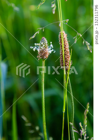 A close up of the wildflower Ribwort plantain, Plantago lanceolata A close up of the wildflower Ribwort plantain, Plantago lanceolata 132311796