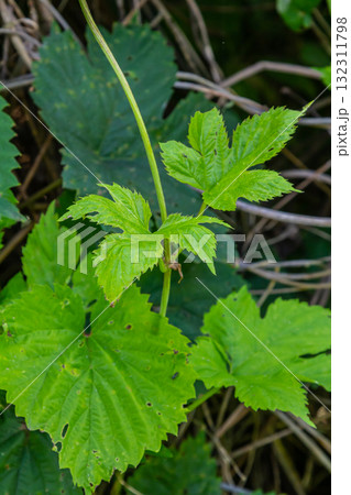 hop leaves. Humulus. green leaves of a climbing plant. natural autumn background, leaves close up. light, bright hop leaves. hop leaves. Humulus. green leaves of a climbing plant. natural autumn background, leaves close up. light, bright hop leaves. 132311798