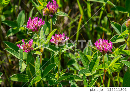 Wild red clover flower isolated Trifolium pratense, with green nature background Wild red clover flower isolated Trifolium pratense, with green nature background 132311801