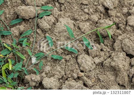 Field bindweed or Convolvulus arvensis European bindweed Creeping Jenny Possession vine herbaceous perennial plant with open and closed white flowers surrounded with dense green leaves 132311807