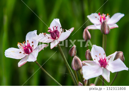 Photo butomus umbellatus flower burchardia, macro photo, forest water lily flower, summer spring, botany, background pink 132311808