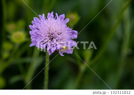 Field scabious Knautia arvensis flowering in meadow. Blue purple wild flower on natural background. Macro. Selective focus 132311812