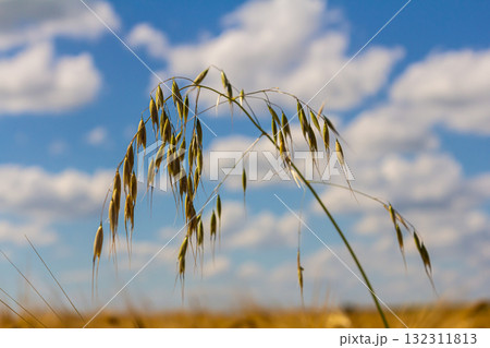 Fatua oatmeal. Stem, leaf and hanging ears of wild oats. Grasses 132311813