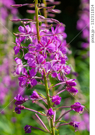 Wonderful flowering fireweed Chamaenerion angustifolium highlighted by the evening sun. A bunch of marvelous blossoming rosebay willowherbs 132311814