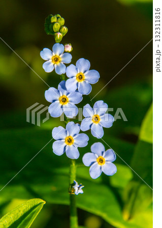 Myosotis scorpioides true or water forget me not. Turkish name Unutma beni cicegi 132311816