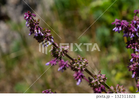 Purple lilac sage - a beautiful ornamental plant in the naturalistic native border in the cottage garden. Salvia verticillata - Purple Rain 132311828