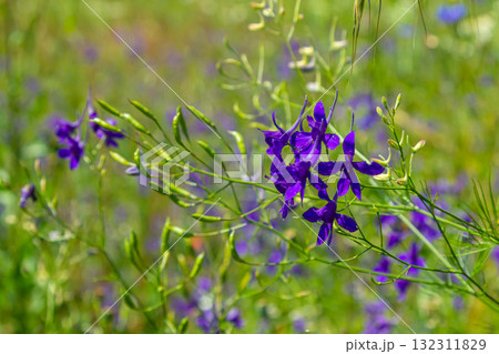 macro flowers of purple field delphinium, consolida, beautiful flowers, botany 132311829