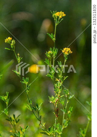 Medicago falcata, plant species of the genus Medicago. It is native to much of Europe and Asia 132311830