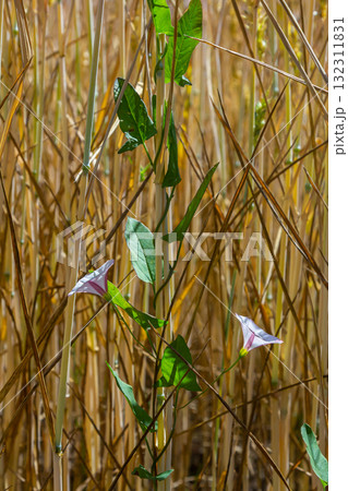 Field bindweed or Convolvulus arvensis European bindweed Creeping Jenny Possession vine herbaceous perennial plant with open and closed white flowers surrounded with dense green leaves 132311831