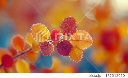 Autumnal Branch with Colorful Leaves Against a Soft, Blurry Back 132312020