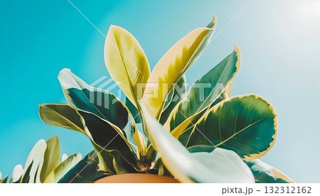 Variegated Rubber Plant Leaves Against a Bright Blue Sky Backgro 132312162