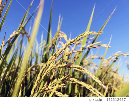 日を浴びるイネのクローズアップ 132312437