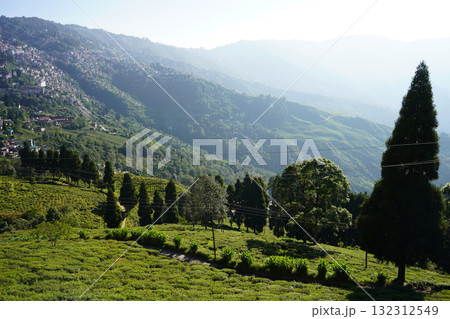Panoramic View of Tea Terraces and Darjeeling Hillside Town Panoramic View of Tea Terraces and Darjeeling Hillside Town 132312549
