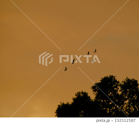 Birds Flying at Sunset with Tree Silhouette 132312587