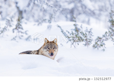 Wolf lying in a snowy forest 132312977