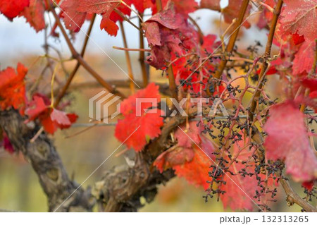 View of the vineyard after a flock of starlings attacked. Bunches of grapes after the starlings raid. Concept of damage to grapevines due to starlings. View of the vineyard after a flock of starlings attacked. Bunches of grapes after the starlings raid. Concept of damage to grapevines due to starlings. 132313265