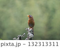 庭先の枯れ木にとまっているガビチョウ 132313311